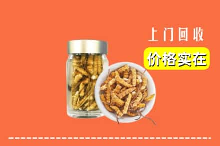锡林郭勒锡林浩特回收散虫草